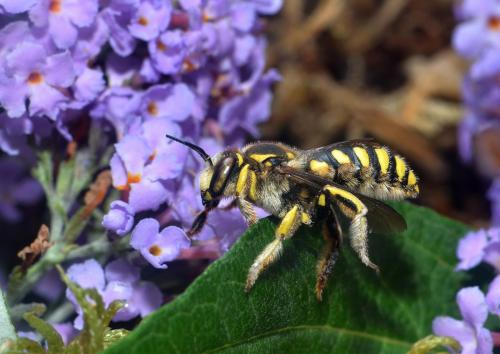 Anthidium florentinum